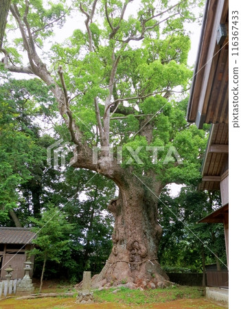 河津來宮神社的奧須 河津來宮神社的奧須 116367433
