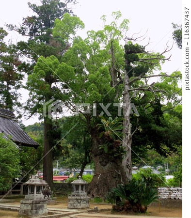 河津來宮神社的奧須 河津來宮神社的奧須 116367437