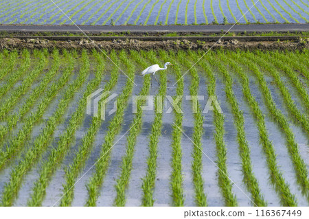 Great Egret Searching for food in a rice field after rice planting. Great Egret Searching for food in a rice field after rice planting. 116367449