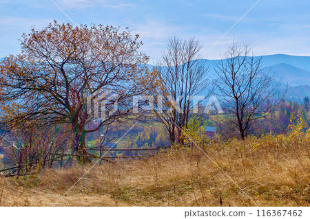 Autumn trees with falling leaves on a rural pasture, withering yellow grass  116367462
