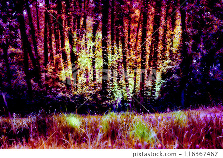 Surreal dark abstract purple pink vegetation, forest Surreal dark abstract purple pink vegetation, forest 116367467