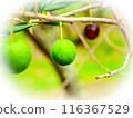 Illustrated olives 116367529
