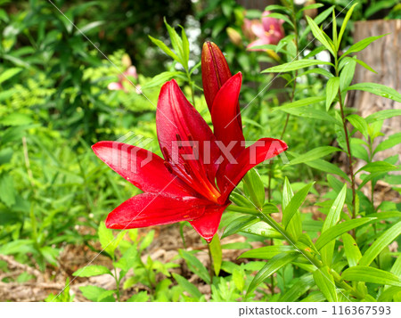 Red lily flower Red lily flower 116367593