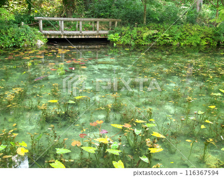 Clear pond Clear pond 116367594