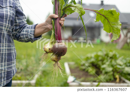 Female seinor farmer harvesting onions and beetroots in the backyard garden. Selective focus. Farmer holds a braid of ripe onion. 116367607