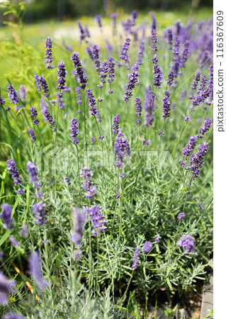 Purple lavender flower in field. Summer scenic landscape at backyard Purple lavender flower in field. Summer scenic landscape at backyard 116367609