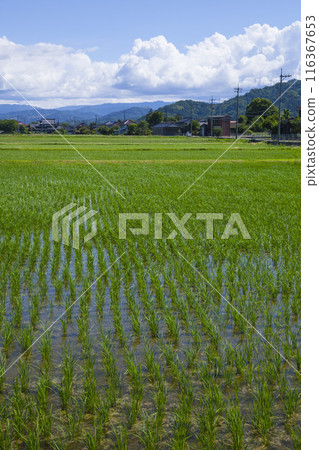 插秧後的稻田風景 鳥取縣鳥取市 116367653