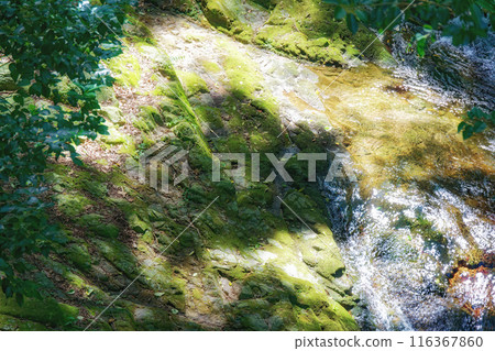 A clear stream flowing through the fresh green forest A clear stream flowing through the fresh green forest 116367860