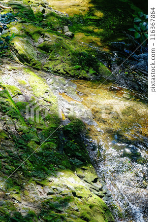 A clear stream flowing through the fresh green forest 116367864