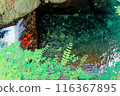 Beautiful waterfall 116367895