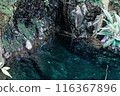 Clear water 116367896