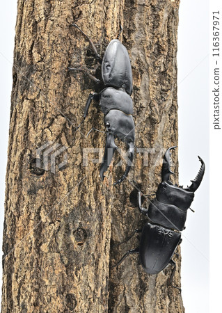 Palawan giant stag beetle Palawan giant stag beetle 116367971