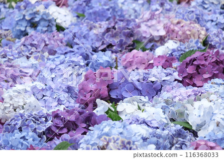 hydrangea hydrangea 116368033