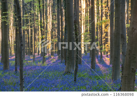 Sunrise illuminating bluebells 116368098