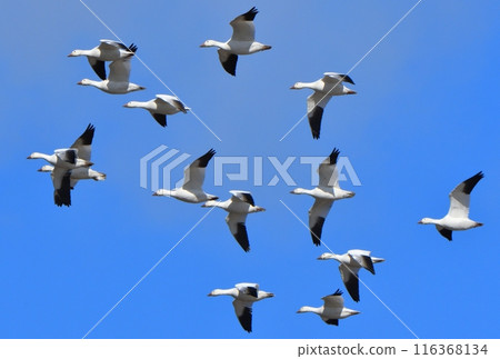 A flock of snow geese flying in the Hokkaido sky in early spring A flock of snow geese flying in the Hokkaido sky in early spring 116368134