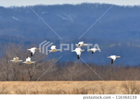 A flock of snow geese flying in the Hokkaido sky in early spring A flock of snow geese flying in the Hokkaido sky in early spring 116368139