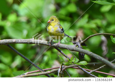 American Goldfinch perched on a tree in a park in Texas, USA 116368284