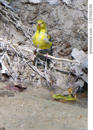 American Goldfinch drinking water from a river in a park in Texas, USA American Goldfinch drinking water from a river in a park in Texas, USA 116368286
