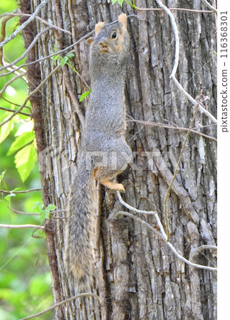 美國德州一個公園裡的紅狐狸松鼠 美國德州一個公園裡的紅狐狸松鼠 116368301