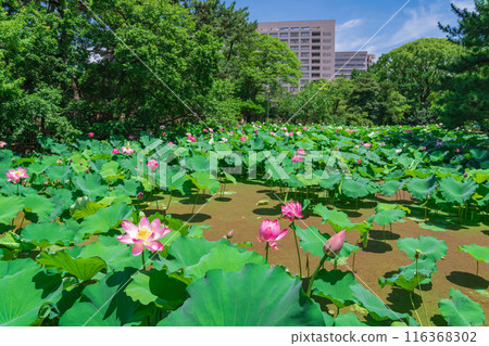 鶴舞公園、小長池的蓮花（愛知縣名古屋市） 116368302