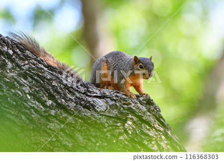美國德州一個公園裡的紅狐狸松鼠 美國德州一個公園裡的紅狐狸松鼠 116368303