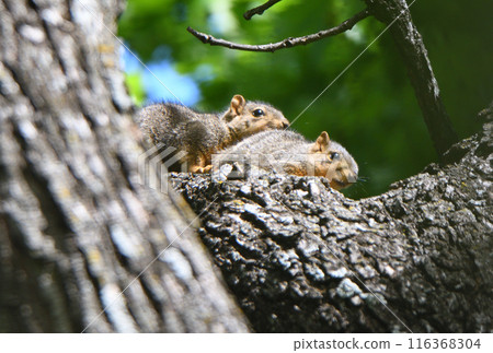 美國德州一個公園裡的紅狐狸松鼠 116368304