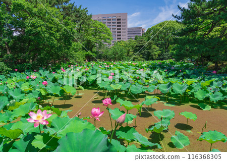 鶴舞公園、小長池的蓮花（愛知縣名古屋市） 116368305