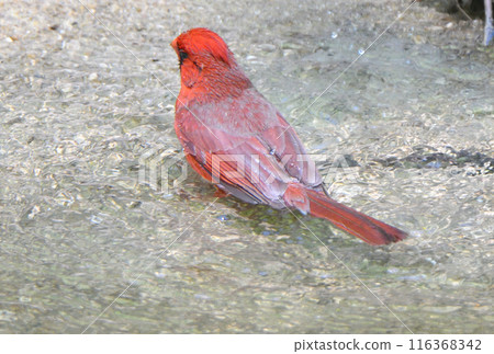 A male cardinal bathing in a river in a park in Texas, USA A male cardinal bathing in a river in a park in Texas, USA 116368342