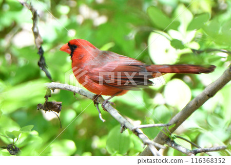 A male cardinal perched on a tree in a park in Texas, USA A male cardinal perched on a tree in a park in Texas, USA 116368352