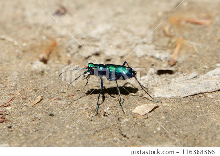 Tiger beetle in a park in Texas, USA Tiger beetle in a park in Texas, USA 116368366