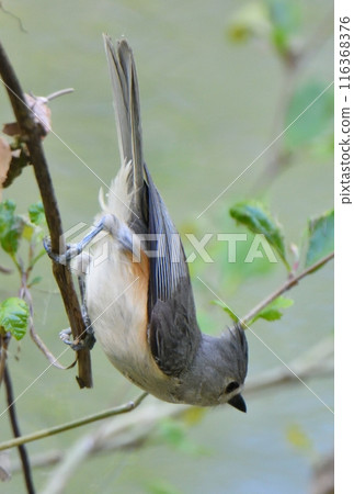 A tufted tit perched on a tree in a park in Texas, USA A tufted tit perched on a tree in a park in Texas, USA 116368376