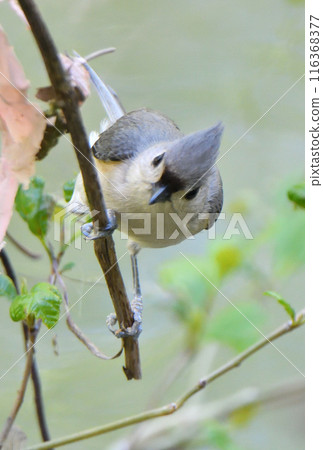 A tufted tit perched on a tree in a park in Texas, USA A tufted tit perched on a tree in a park in Texas, USA 116368377