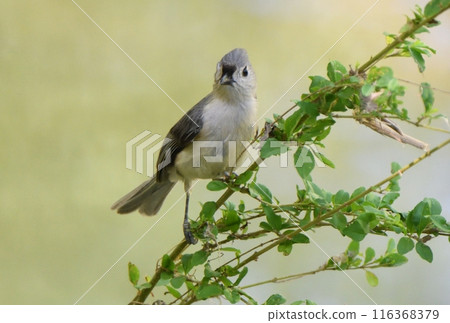 A tufted tit perched on a tree in a park in Texas, USA A tufted tit perched on a tree in a park in Texas, USA 116368379