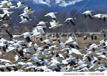 A snow goose takes off from farmland in Hokkaido in early spring A snow goose takes off from farmland in Hokkaido in early spring 116368398