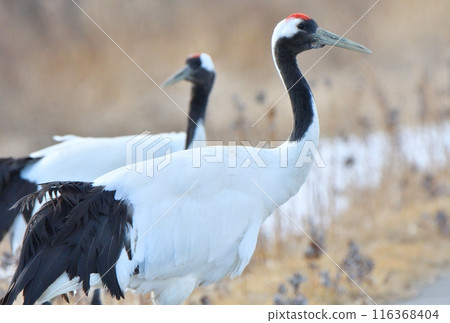 A pair of red-crowned cranes walking through farmland in Hokkaido in early spring A pair of red-crowned cranes walking through farmland in Hokkaido in early spring 116368404