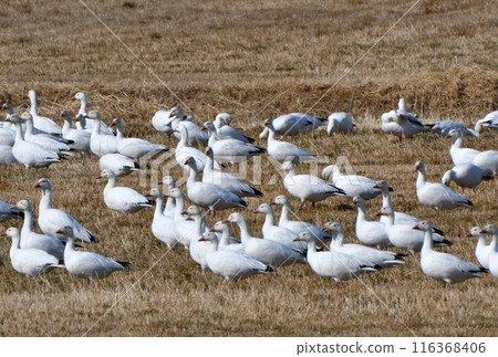 Snow Geese searching for food in farmland in Hokkaido in early spring Snow Geese searching for food in farmland in Hokkaido in early spring 116368406