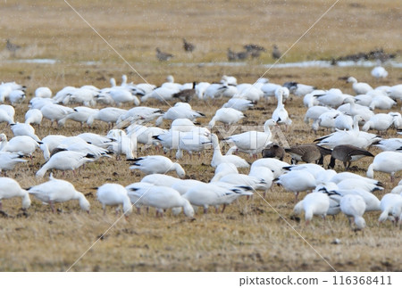 Snow Geese searching for food in farmland in Hokkaido in early spring 116368411