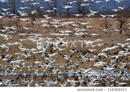Snow Geese take off from farmland in Hokkaido in early spring 116368421