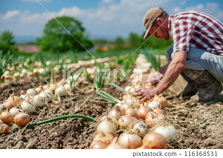 Old farmer harvests freshly harvested onions in a field on a sunny day. Agriculture and farming. Organic vegetables 116368531