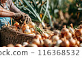Old farmer harvests freshly harvested onions in a field on a sunny day. Agriculture and farming. Organic vegetables 116368532