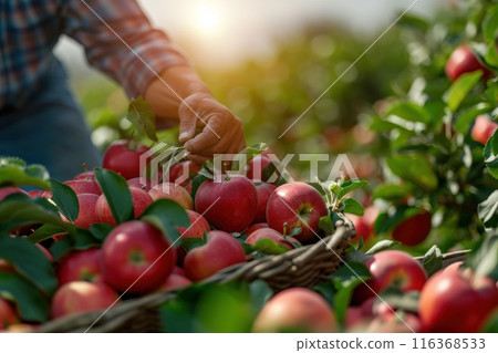 Farmer harvesting fresh organic red apples in the garden on a sunny day. Freshly picked fruits. 116368533