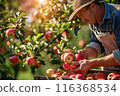 Farmer harvesting fresh organic red apples in the garden on a sunny day. Freshly picked fruits. 116368534