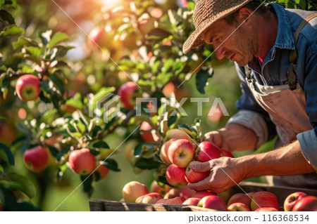 Farmer harvesting fresh organic red apples in the garden on a sunny day. Freshly picked fruits. 116368534