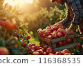 Farmer harvesting fresh organic red apples in the garden on a sunny day. Freshly picked fruits. 116368535