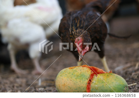 Chicken eating papaya  116368658