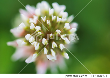 A close-up of a cute white clover 116368921