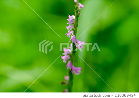 螺絲香蕉 116369454