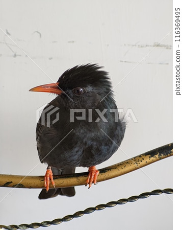 台灣新北-04.04.2024:紅嘴黑鵯台灣特有亞種成鳥 116369495
