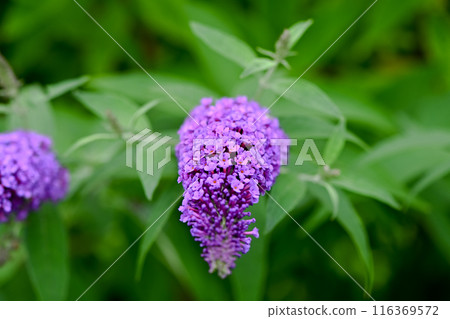 Boodlea Boodlea 116369572