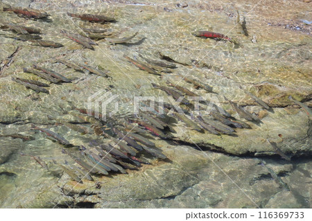At the beginning of autumn in Hokkaido, cherry salmon in their nuptial colors swim upstream through the rapids of the Churui River. 116369733